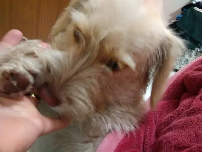 Cachorro ra a INDEFINIDA idade 2 anos nome SEM NOME