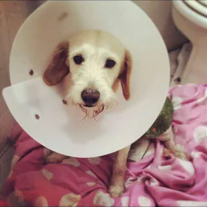 Cachorro raça SRD idade 2 anos nome Pirulito