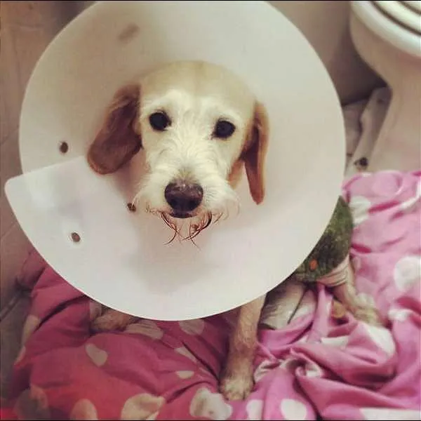 Cachorro ra a SRD idade 2 anos nome Pirulito