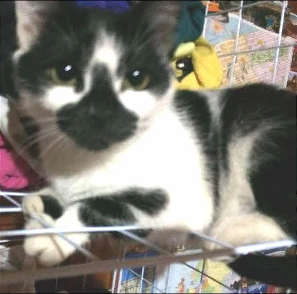Gato ra a SRD idade 2 a 6 meses nome Sem Nome 