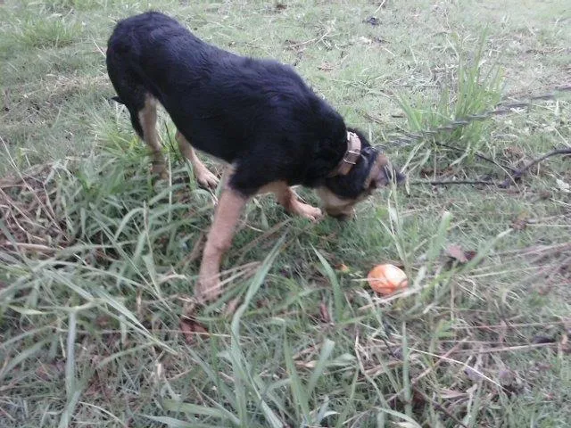 Cachorro ra a Rottweiler com Pastor Alemão idade 7 a 11 meses nome bob