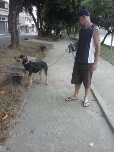Cachorro ra a Rottweiler com Pastor Alemão idade 7 a 11 meses nome bob