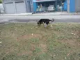 bob