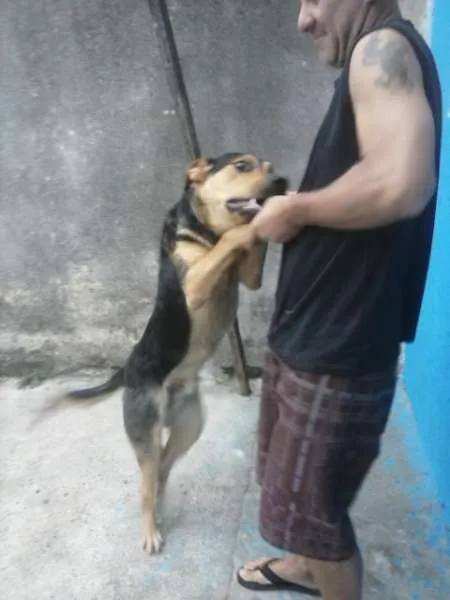 Cachorro ra a Rottweiler com Pastor Alemão idade 7 a 11 meses nome bob