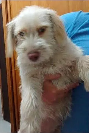 Cachorro ra a INDEFINIDA idade 2 anos nome SEM NOME