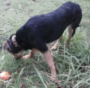 Cachorro raça Rottweiler com Pastor Alemão idade 7 a 11 meses nome bob