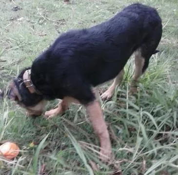 Cachorro ra a Rottweiler com Pastor Alemão idade 7 a 11 meses nome bob