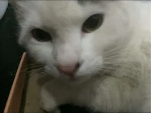 Gato raça SRD idade 7 a 11 meses nome Sem Nome