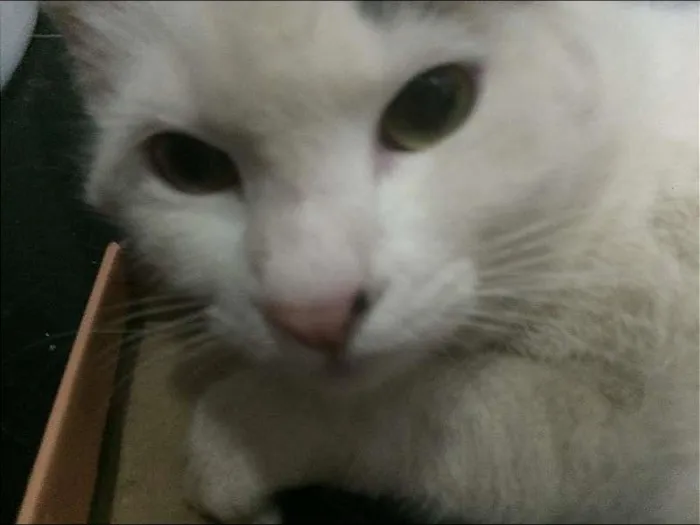 Gato ra a SRD idade 7 a 11 meses nome Sem Nome
