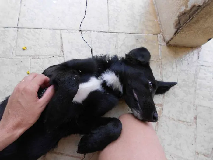 Cachorro ra a  idade 1 ano nome Kuru