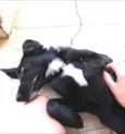 Kuru