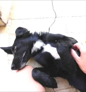 Cachorro raça  idade 1 ano nome Kuru