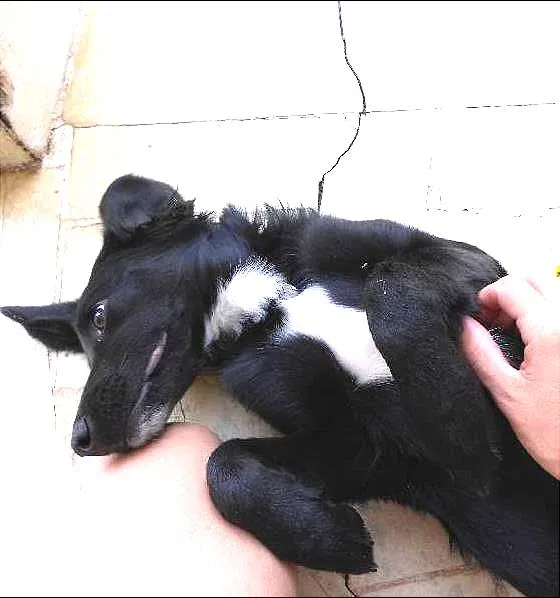 Cachorro ra a  idade 1 ano nome Kuru