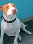THOR PITBULL