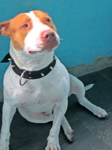 Cachorro ra a Pit-Bull idade 2 anos nome THOR PITBULL