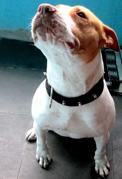 Cachorro ra a Pit-Bull idade 2 anos nome THOR PITBULL