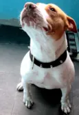 THOR PITBULL