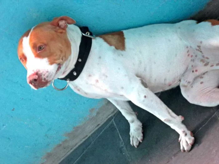 Cachorro ra a Pit-Bull idade 2 anos nome THOR PITBULL