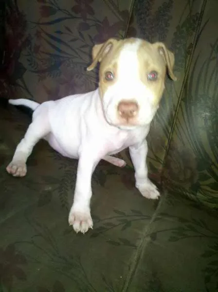 Cachorro ra a Pit-Bull idade 2 anos nome THOR PITBULL