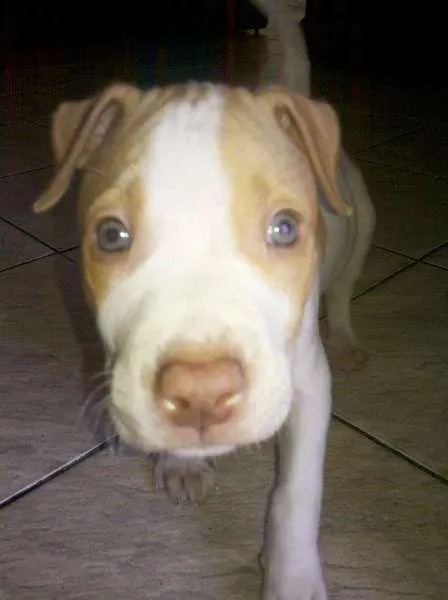 Cachorro ra a Pit-Bull idade 2 anos nome THOR PITBULL