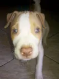 THOR PITBULL