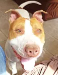 THOR PITBULL