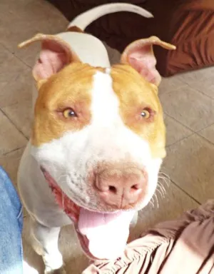 Cachorro raça Pit-Bull idade 2 anos nome THOR PITBULL