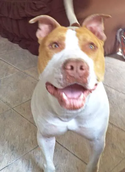 Cachorro ra a Pit-Bull idade 2 anos nome THOR PITBULL