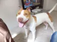 THOR PITBULL