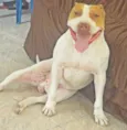 THOR PITBULL