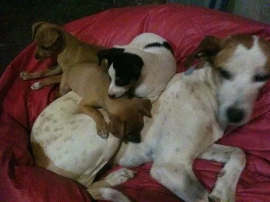 Cachorro ra a nao definida idade 2 a 6 meses nome Pepa Estrelinha e Doki
