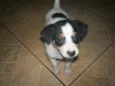 Pepa Estrelinha e Doki