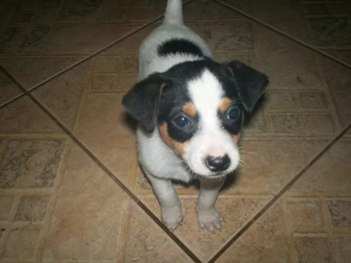 Cachorro ra a nao definida idade 2 a 6 meses nome Pepa Estrelinha e Doki