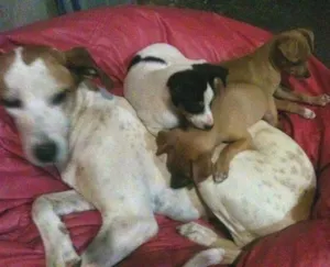Cachorro raça nao definida idade 2 a 6 meses nome Pepa Estrelinha e Doki