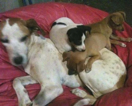 Cachorro ra a nao definida idade 2 a 6 meses nome Pepa Estrelinha e Doki