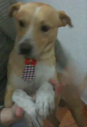 Cachorro raça Vira-lata idade 3 anos nome RAimundo