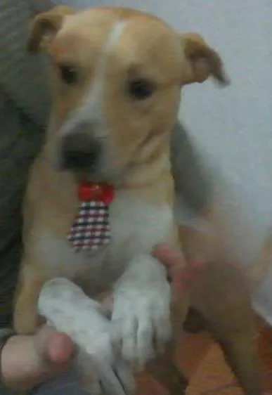Cachorro ra a Vira-lata idade 3 anos nome RAimundo