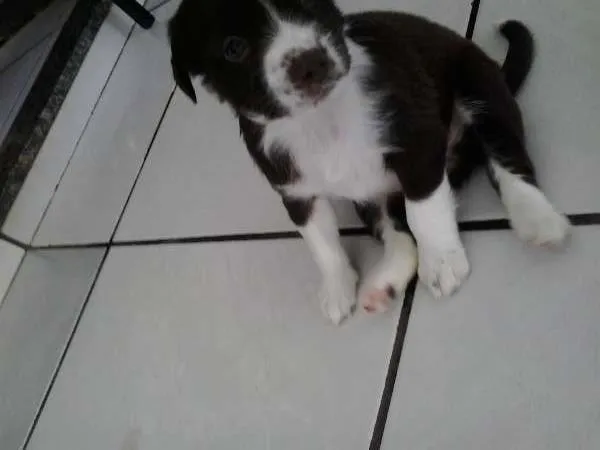 Cachorro ra a SRD idade 2 a 6 meses nome Sem nome