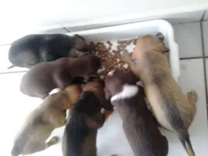 Cachorro raça SRD idade 2 a 6 meses nome Sem nome