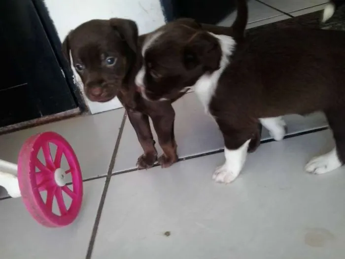 Cachorro ra a SRD idade 2 a 6 meses nome Sem nome