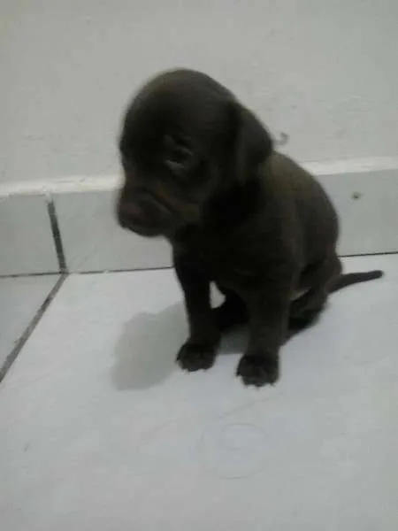 Cachorro ra a SRD idade 2 a 6 meses nome Sem nome