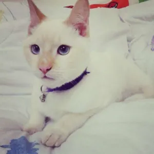Gato raça Siamês idade 7 a 11 meses nome Marilyn