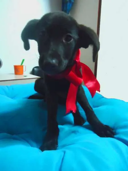 Cachorro ra a SRD idade 2 a 6 meses nome Surya