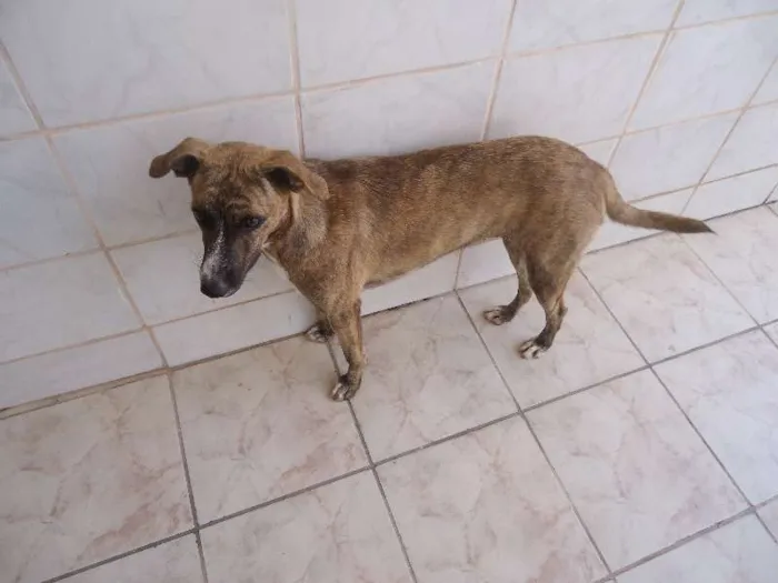 Cachorro raça SRD idade 1 ano nome Mocinha