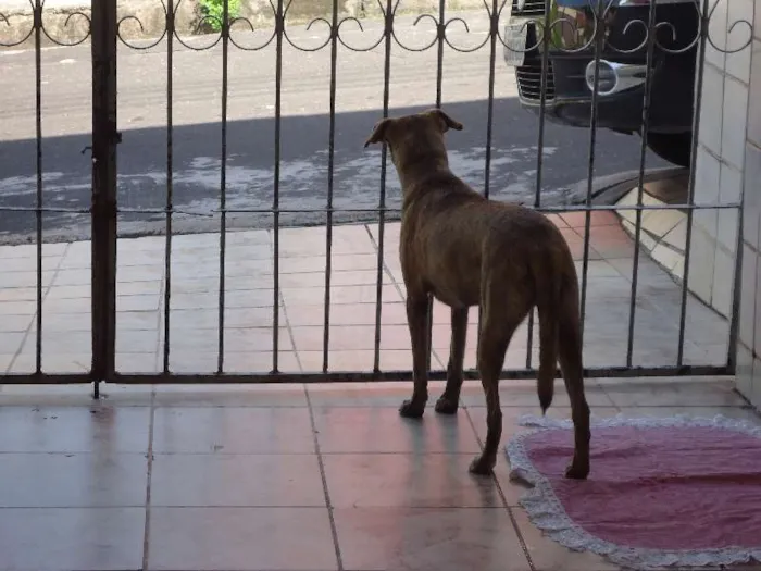 Cachorro raça SRD idade 1 ano nome Mocinha