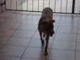 Mocinha