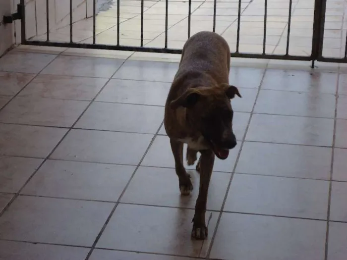 Cachorro raça SRD idade 1 ano nome Mocinha