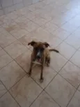 Mocinha