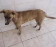 Mocinha
