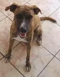 Cachorro raça SRD idade 1 ano nome Mocinha